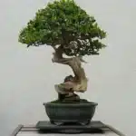 Energia estagnada? Saiba o que diz o Feng Shui sobre ter um bonsai em casa 10 bonsai planta ambiente domestico dificil cultivar casa e jardim