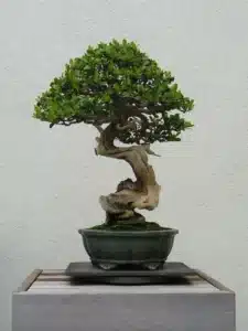 bonsai planta ambiente domestico dificil cultivar casa e jardim
