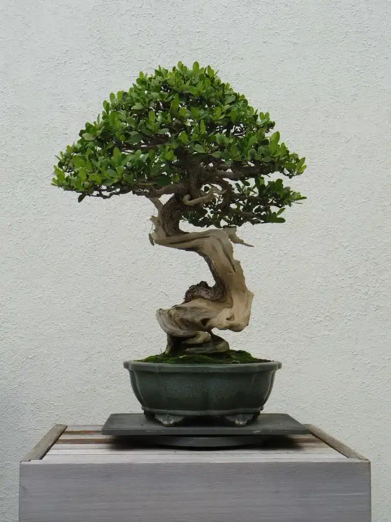 bonsai planta ambiente domestico dificil cultivar casa e jardim
