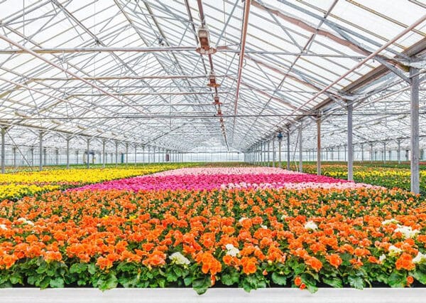 AGRONÔMICAS NO CULTIVO DE PLANTAS