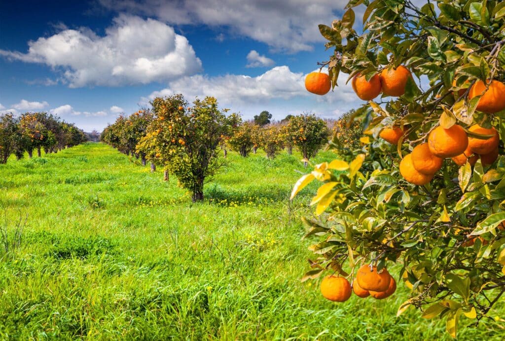 Curso de Formação de Pomar - Planejamento, Plantio, Cultivo e Manejo de Árvores Frutíferas INAP