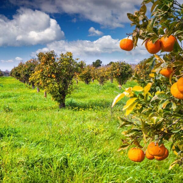 Curso de Formação de Pomar - Planejamento, Plantio, Cultivo e Manejo de Árvores Frutíferas INAP