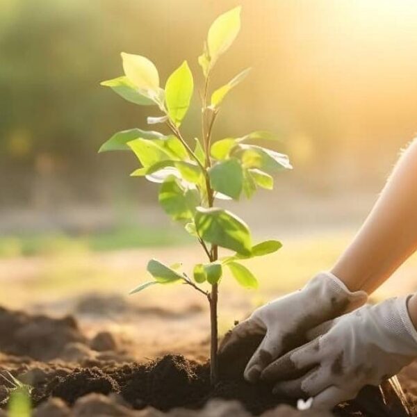Curso de Formação de Pomar - Planejamento, Plantio, Cultivo e Manejo de Árvores Frutíferas INAP